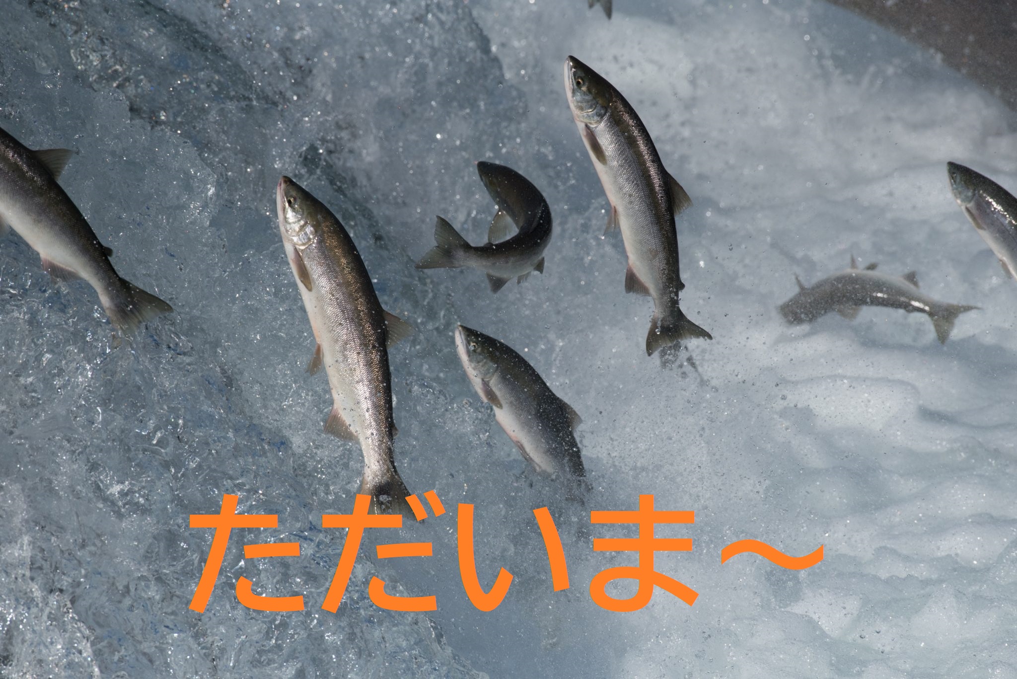 保護中: 🐟「魚が帰ってくる季節」―夏前のボーナスシーズン、勝負はここから